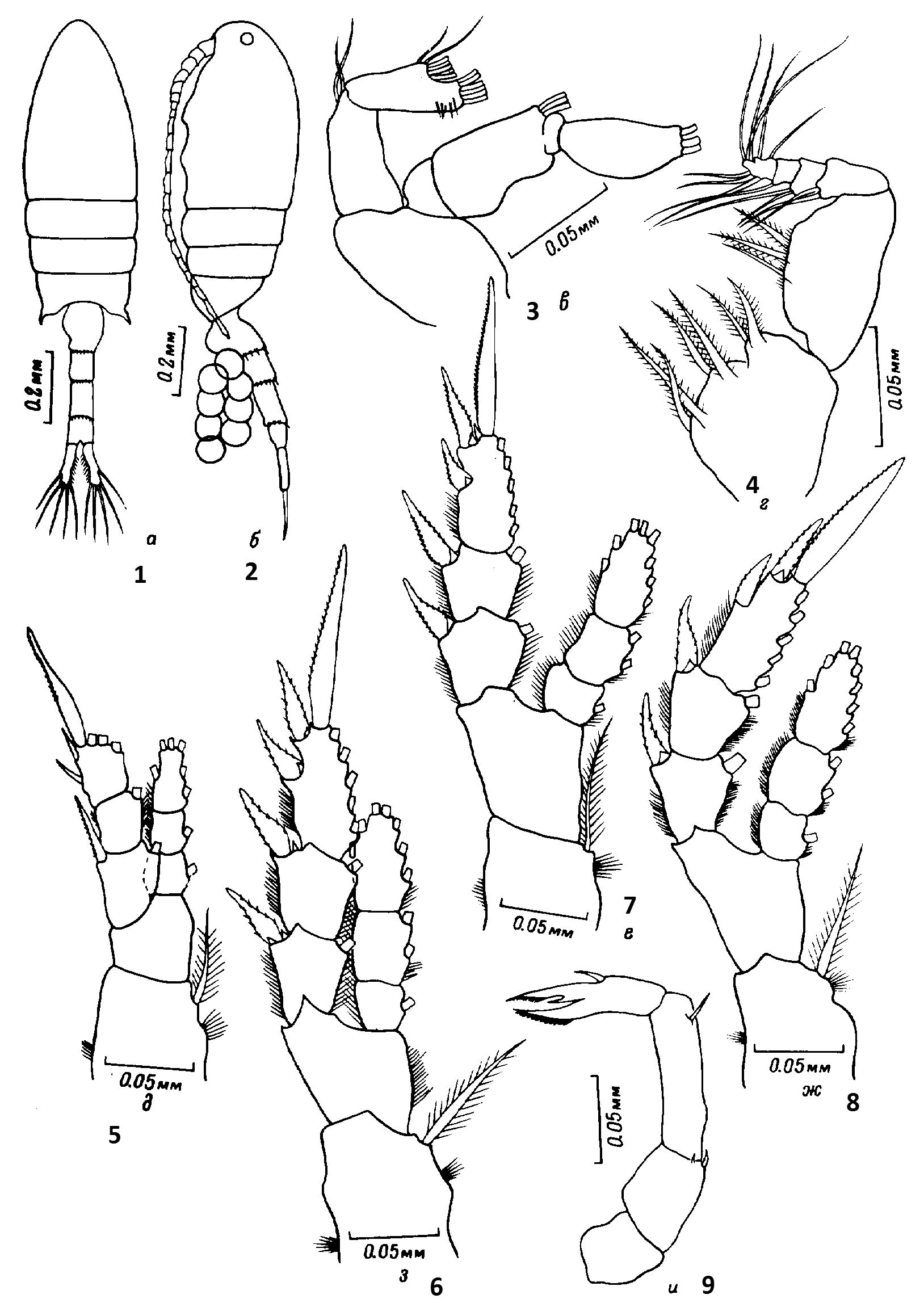 Species Pseudodiaptomus marinus - Plate 12 of morphological figures